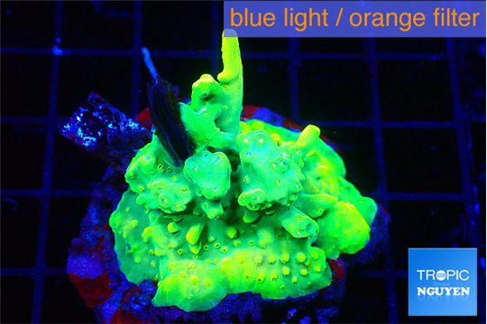 Acropora golden banana 3-5 cm WYSIWYG acclimaté