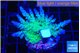 Acropora green blue Fijii 2-4 cm WYSIWYG acclimaté