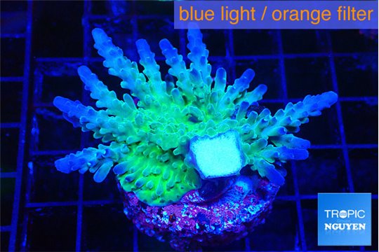 Acropora green blue Fijii 2-4 cm WYSIWYG acclimaté