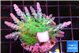 Acropora green blue Fijii 2-4 cm WYSIWYG acclimaté