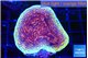 Montipora purple cap 3-4 cm WYSIWYG acclimaté