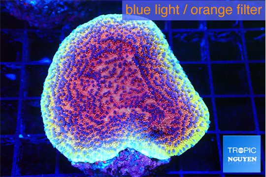 Montipora purple cap 3-4 cm WYSIWYG acclimaté