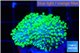 Sarcophyton full neon green polyps Australia 1-2 cm WYSIWYG acclimaté