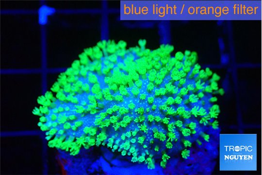 Sarcophyton full neon green polyps Australia 1-2 cm WYSIWYG acclimaté