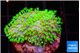 Sarcophyton full neon green polyps Australia 1-2 cm WYSIWYG acclimaté