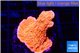 Monripora red cap 2-3 cm WYSIWYG acclimaté