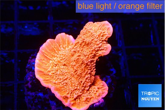 Monripora red cap 2-3 cm WYSIWYG acclimaté