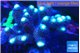 Stylophora milka 7-10 cm WYSIWYG acclimaté