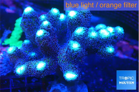 Stylophora milka 7-10 cm WYSIWYG acclimaté