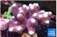 Stylophora milka 7-10 cm WYSIWYG acclimaté