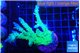 Acropora green & blue tip 5-6 cm WYSIWYG acclimaté