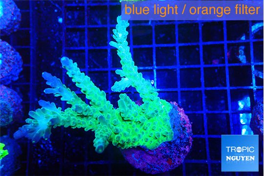 Acropora green & blue tip 5-6 cm WYSIWYG acclimaté
