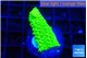 Acropora neon green 1-2 cm WYSIWYG acclimaté