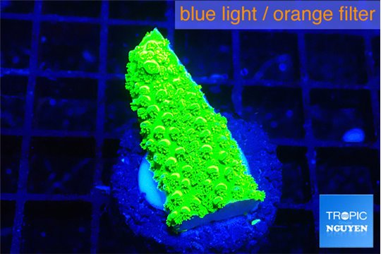 Acropora neon green 1-2 cm WYSIWYG acclimaté