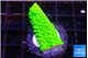 Acropora neon green 1-2 cm WYSIWYG acclimaté