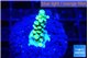 Acropora green 1 cm WYSIWYG acclimaté
