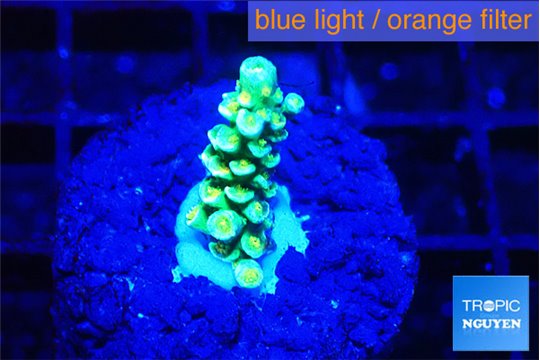 Acropora green 1 cm WYSIWYG acclimaté