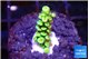 Acropora green 1 cm WYSIWYG acclimaté