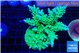 Acropora green & blue tip 5-6 cm WYSIWYG acclimaté