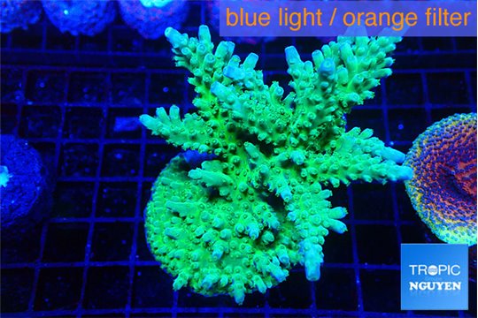 Acropora green & blue tip 5-6 cm WYSIWYG acclimaté