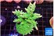 Acropora green & blue tip 5-6 cm WYSIWYG acclimaté