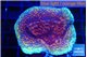 Montipora purple cap 3-4 cm WYSIWYG acclimaté