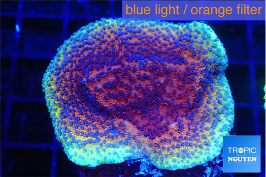 Montipora purple cap 3-4 cm WYSIWYG acclimaté