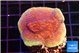 Montipora purple cap 3-4 cm WYSIWYG acclimaté