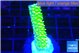 Acropora neon green 2-3 cm WYSIWYG acclimaté