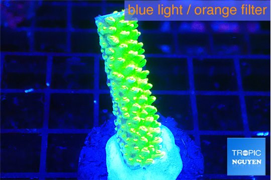 Acropora neon green 2-3 cm WYSIWYG acclimaté