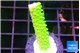 Acropora neon green 2-3 cm WYSIWYG acclimaté