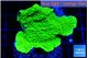 Montipora green cap 2-4 cm WYSIWYG acclimaté