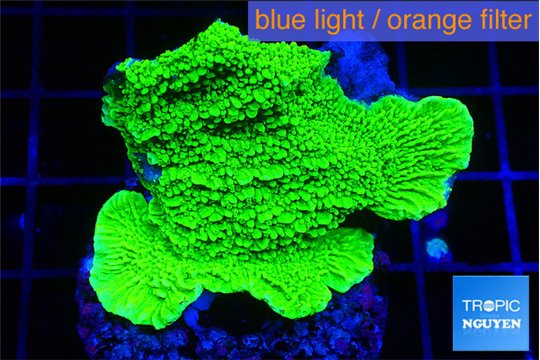 Montipora green cap 2-4 cm WYSIWYG acclimaté