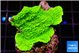 Montipora green cap 2-4 cm WYSIWYG acclimaté