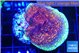 Montipora purple cap 3-4 cm WYSIWYG acclimaté