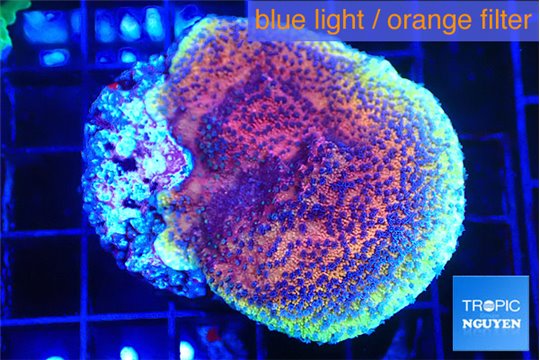 Montipora purple cap 3-4 cm WYSIWYG acclimaté
