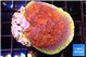 Montipora purple cap 3-4 cm WYSIWYG acclimaté
