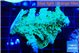 Acropora green & blue tip 5-6 cm WYSIWYG acclimaté