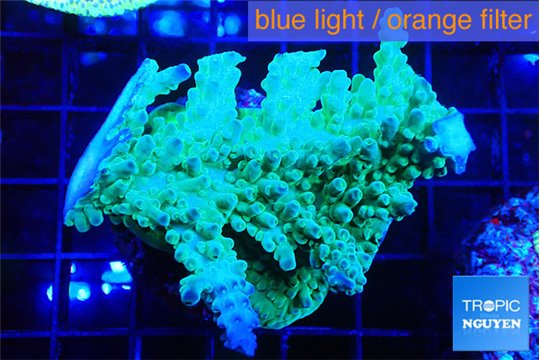 Acropora green & blue tip 5-6 cm WYSIWYG acclimaté