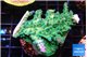 Acropora green & blue tip 5-6 cm WYSIWYG acclimaté