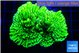 Montipora green 3-4 cm WYSIWYG acclimaté