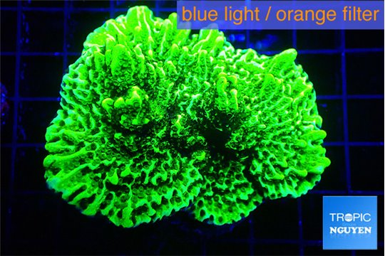 Montipora green 3-4 cm WYSIWYG acclimaté