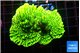 Montipora green 3-4 cm WYSIWYG acclimaté