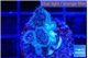 Pocillopora damicornis pink 1-2 cm WYSIWYG acclimaté
