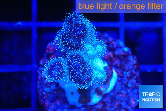 Pocillopora damicornis pink 1-2 cm WYSIWYG acclimaté