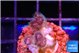 Pocillopora damicornis pink 1-2 cm WYSIWYG acclimaté