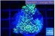 Pachyclavularia neon green 3-4 cm WYSIWYG acclimaté