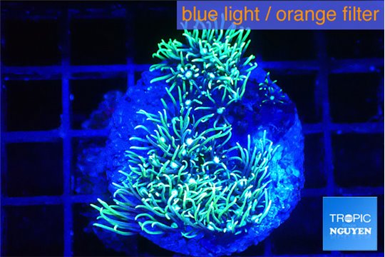 Pachyclavularia neon green 3-4 cm WYSIWYG acclimaté