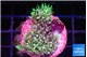 Pachyclavularia neon green 3-4 cm WYSIWYG acclimaté