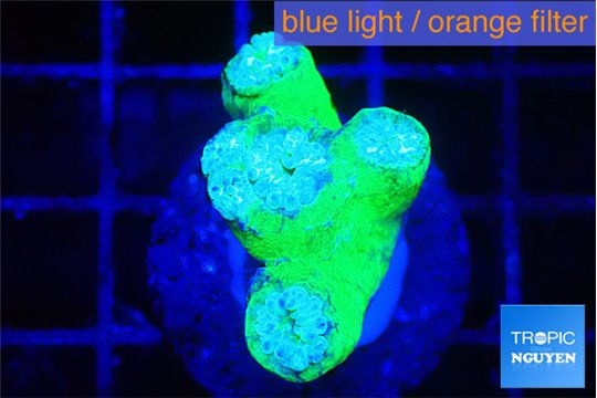Duncanopsammia green 4 polyps WYSIWYG acclimaté